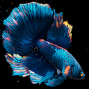 Betta Fish Live Wallpaper