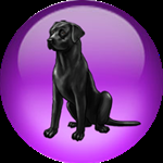 Black Lab NetOS