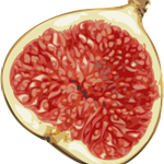 Fig