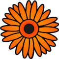 Gerbera