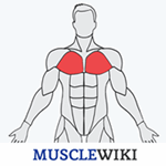 MuscleWiki