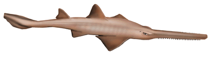 Sawfish